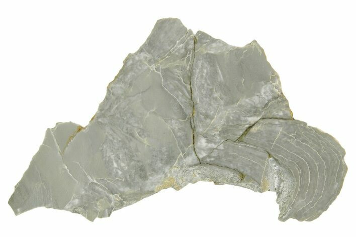 Polished Precambrian Stromatolite (Kussiella) Slab - Russia #363022